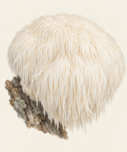 Lion’s Mane Fruchtkörperpulver Kapseln – 120 Kapseln